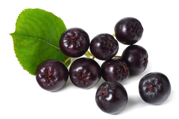 Chokeberry with green leaves isolated on white background. Black aronia