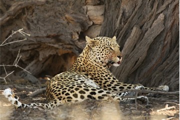 The African leopard (Panthera pardus pardus) have a rest after hunt  in dry sand in Kalahari desert.