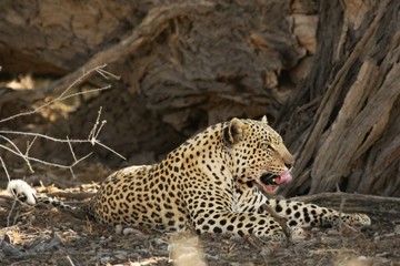 Fototapeta na wymiar The African leopard (Panthera pardus pardus) have a rest after hunt in dry sand in Kalahari desert.