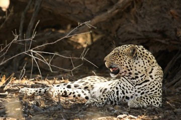 The African leopard (Panthera pardus pardus) have a rest after hunt  in dry sand in Kalahari desert.