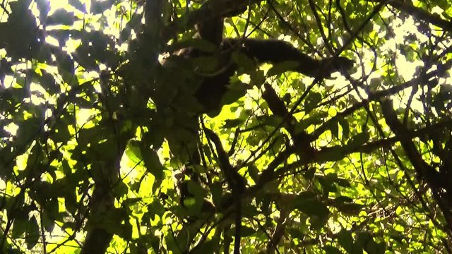 A rare scene that shows how a chimpanzee descends from a tree to the ground, Budongo Forest, Uganda.