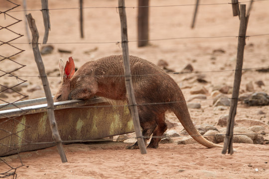Erdferkel in Namibia beim Trinken aus einem Trog