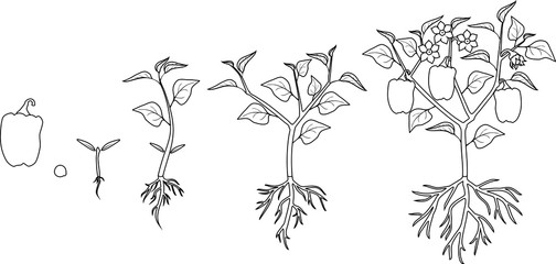 Coloring page. Life cycle of pepper plant. Growth stages from seed to flowering and fruiting plant with ripe peppers isolated on white background