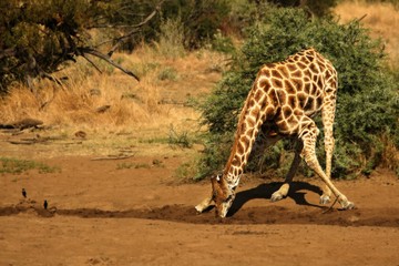 African giraffe (Giraffa camelopardalis giraffa) making a bow to drink from waterhole on the Kalahari desert. Waterhole is on sand. A tree in the background.
