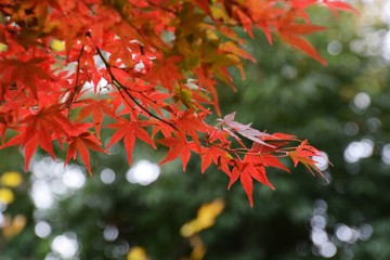 Autumn leaves of Japanese maple