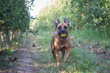 A brown American Staffordshire running with an apple in its mouth in a field of grass and fruit...