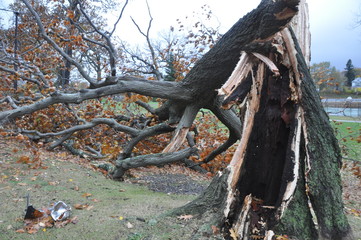Tree Damaged by Hurricane and Lightning Strike