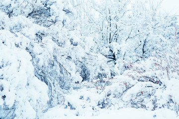View of a winter snow-covered forest. Winter forest texture. Winter Christmas landscape. Snow covered forest.