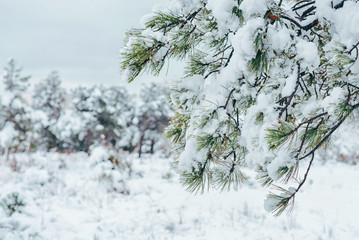 View of a winter snow-covered forest. Winter forest texture. Winter Christmas landscape. Snow covered forest.