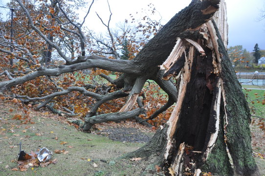 Tree Damaged By Hurricane And Lightning Strike