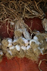 Obraz premium Macro Photo food garlic bulb. Background texture Plant vegetable garlic.