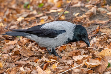 A large gray crow walks in the Park on fallen leaves.Autumn.
