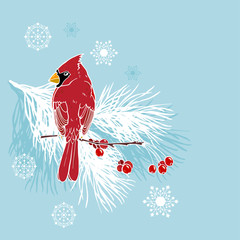Christmas illustration with cardinals birds on a pine branch, vector