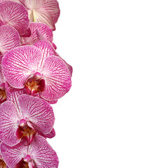White with purple Orchid (Phalaenopsis) on white background