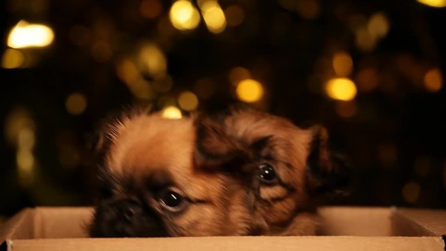 puppy portrait box gold bokeh hd footage 
