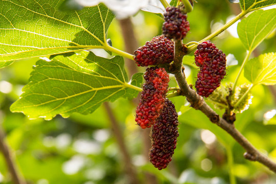 Mulberry fruits in nature backgrounds.