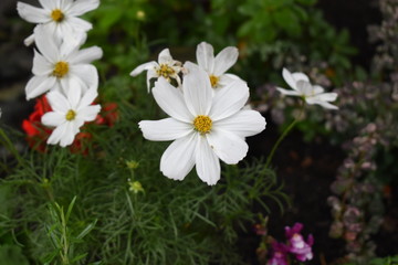 Beautiful White Cosmos bipinnatus in Canada