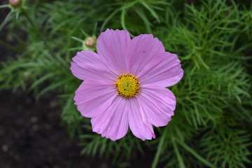 Obraz premium Beautiful Purple Cosmos bipinnatus in Canada