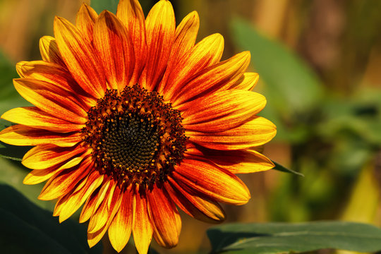 Sunflower with Color Orange and Yellow