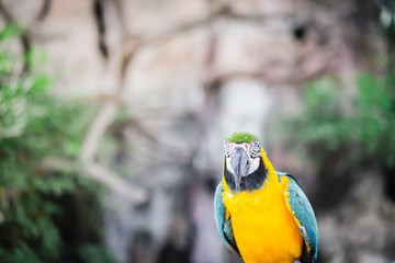 Beautiful macaw parrot portrait, bird in the garden.
