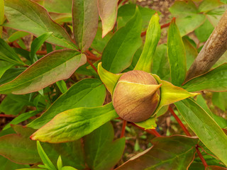 A Peony Bud Surrounded by Leaves in Spring