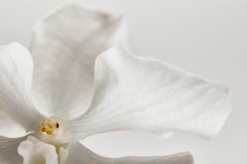 Fototapeta na wymiar close up view of lily flower isolated on white