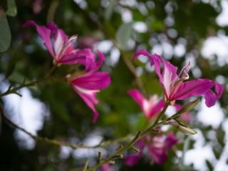 Fototapeta na wymiar Bauhinia purpurea L. close-up Chongkho flowers in Thailand.