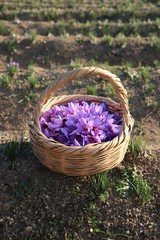 Fototapeta na wymiar Harvest Flowers of saffron after collection. Crocus sativus, commonly known as the 