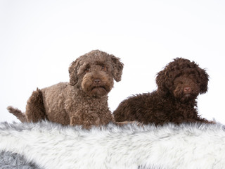 Two Australian labradoodles isolated on white. Puppy and adult dog. Image taken in studio with white background. 