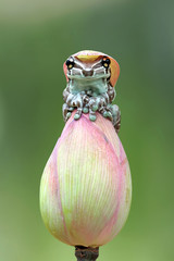 Tiny amazon milk frog on red bud, Panda Bear Tree Frog, animal closeup