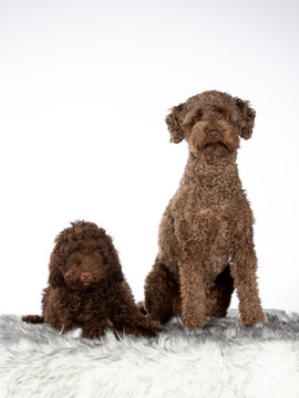 Two Australian labradoodles isolated on white. Puppy and adult dog. Image taken in studio with white background. 