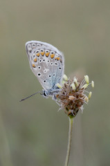 Polyommatus icarus celina common blue small butterfly of the family Lycaenidae perched on a Plantago