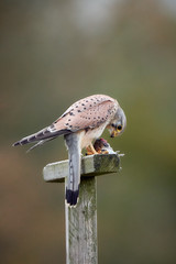 Common kestrel (Falco tinnunculus) on a wooden pole in nature eating its prey