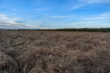  Cyperus esculentus fields chufa plant detail landscape  