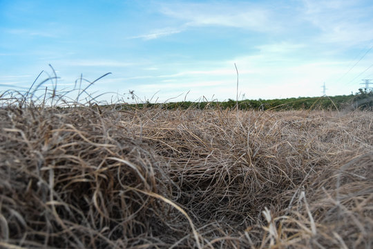 Cyperus esculentus fields chufa plant detail landscape