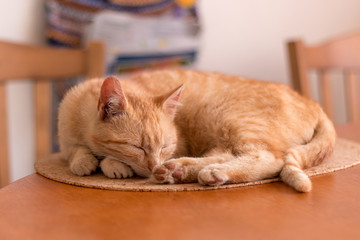 cute ginger kitten sleeping on a table in kitchen, close up view
