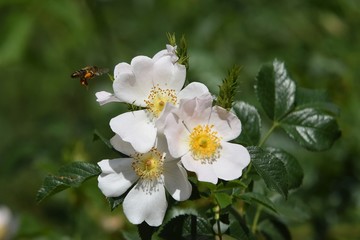 white flowers of apple tree