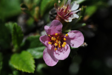 Prunus prostrata Mountain Cherry mountain bush with beautiful deep purple flowers and orange yellow stamens