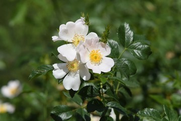 white flower in garden