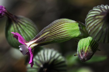 Silene conica striped corn catchfly small herbaceous plant with pink purple flowers and amphora...