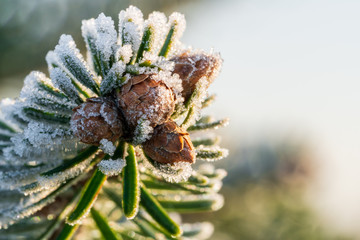 Tip of a Caucasian fir (Nordmann fir) branch with small young fir cones, covered with ice crystals of hoarfrost at morning. Closeup macro shot, background blur with copy space (Part of a series)
