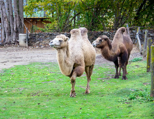 two camouflaged animals, also known as Two-toed or Bactrian Camel, Camelus ferus