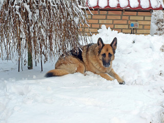 Dog on snow 2