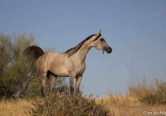 Obraz na płótnie Canvas horse in field arizona