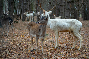 Naklejka na ściany i meble young spotted deer in the wild forest