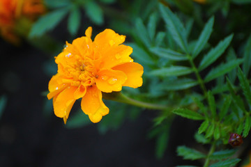 one yellow flower on darkgreen backgrownd