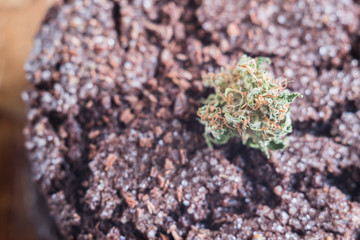 chocolate chip cookies with marijuana, sprinkled with chocolate chips and cannabis, are on a slate dish.