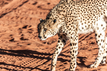 Cheetah in the kalahari desert, Namibia, Africa