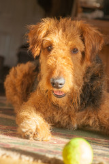 Playful Airedale Terrier - Looking Cute