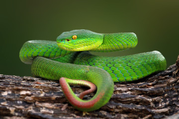 Green snake viper, trimisrusalbolabris